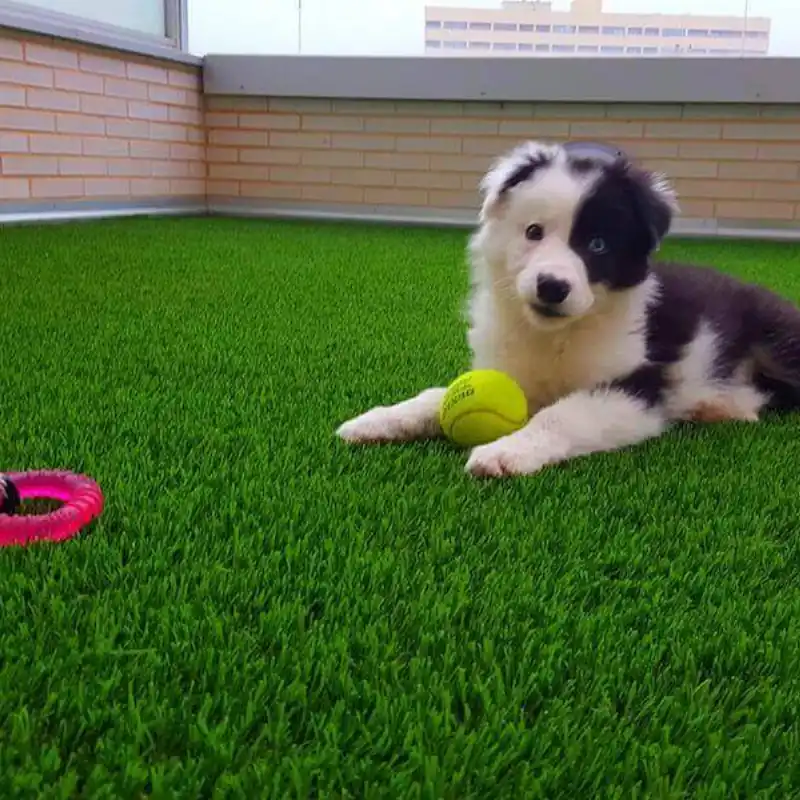 Cachorro Border Collie con ojos de diferente color descansando en pasto sintético con una pelota de tenis en una terraza, destacando la resistencia, el drenaje superior y las propiedades antibacterianas del pasto ideal para mascotas.